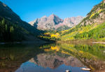 Golden aspens in Colorado