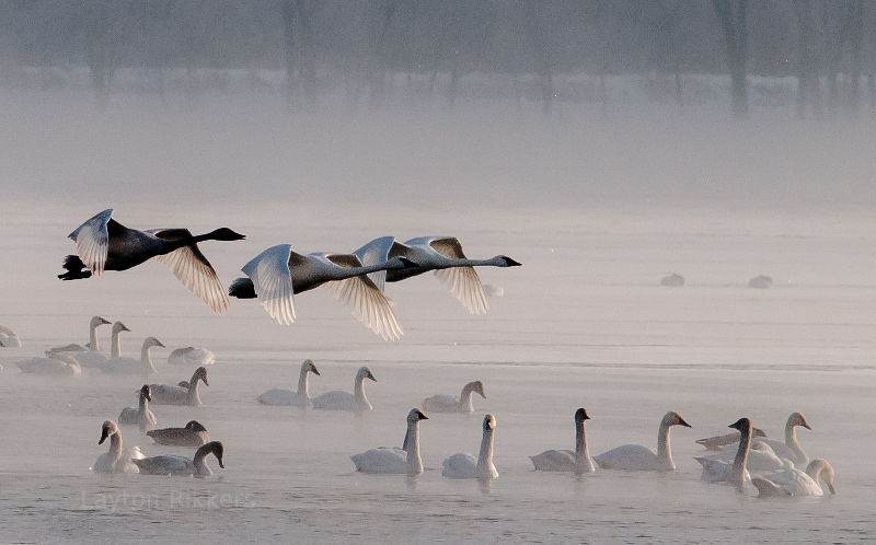 Swans on Lake Mendota, Madison, WI