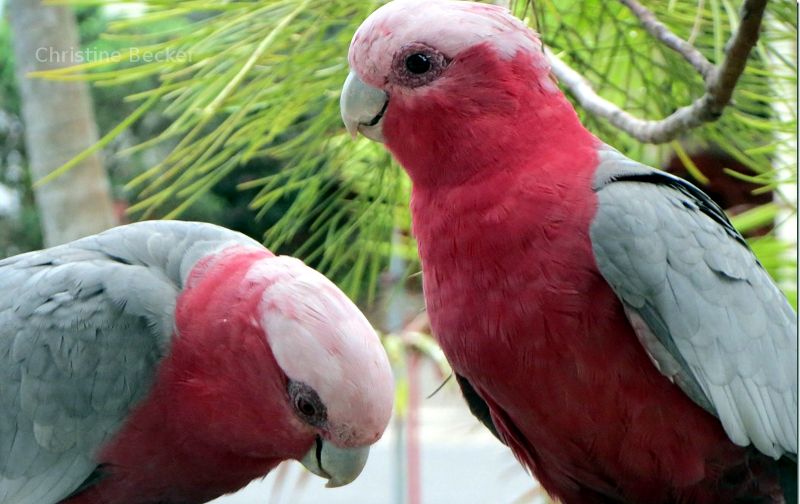 Australian Bird.  Galah