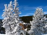 Frosted trees in a box canyon in San Juan National Forest