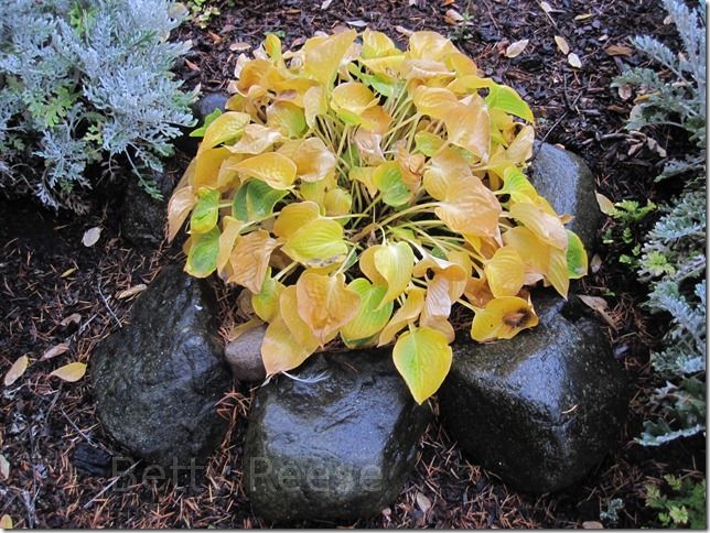 Hosta in British Columbia