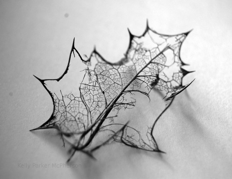 Leaf skeleton