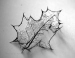 Leaf skeleton