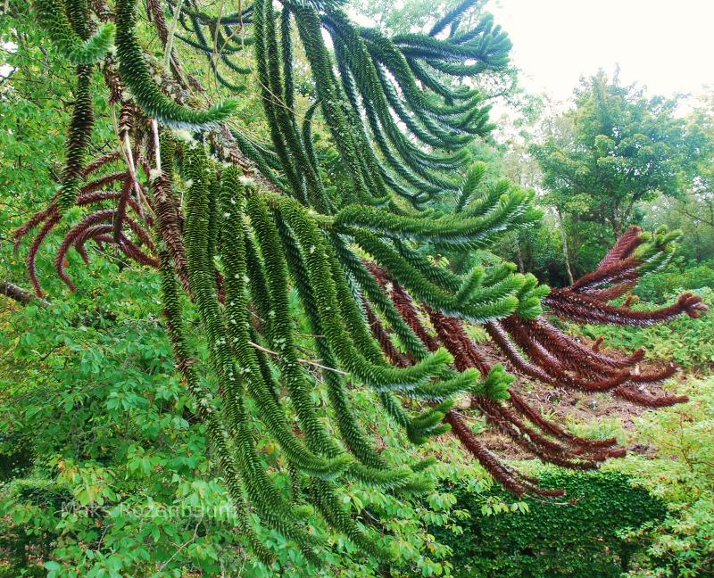 Monkey Puzzle tree.