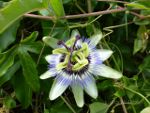 Passion fruit flower on Sisters Beach, Tasmania, Australia