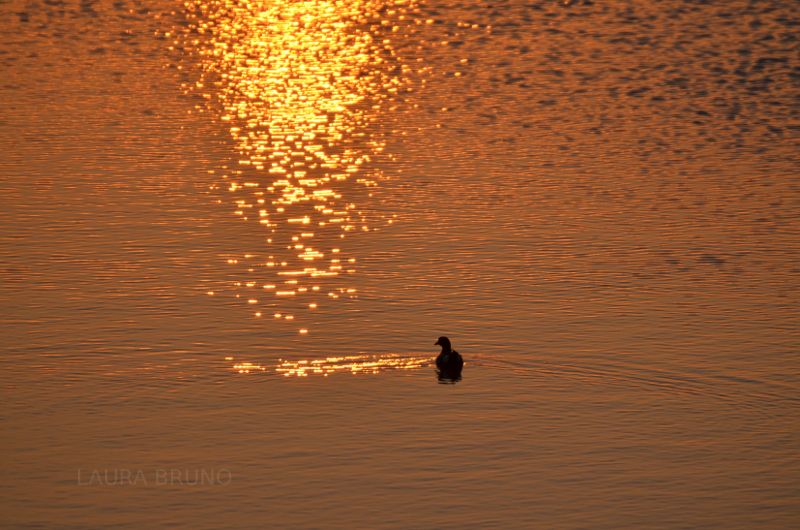 Duck at sunset