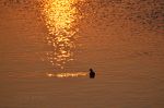 Duck at sunset