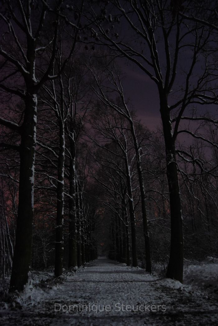 Full moon over a forested road in Belgium