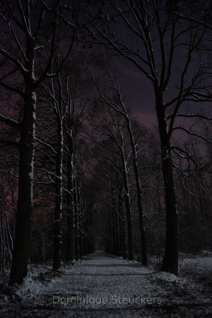 Full moon over a forested road in Belgium