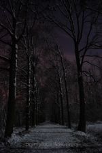 Full moon over a forested road in Belgium