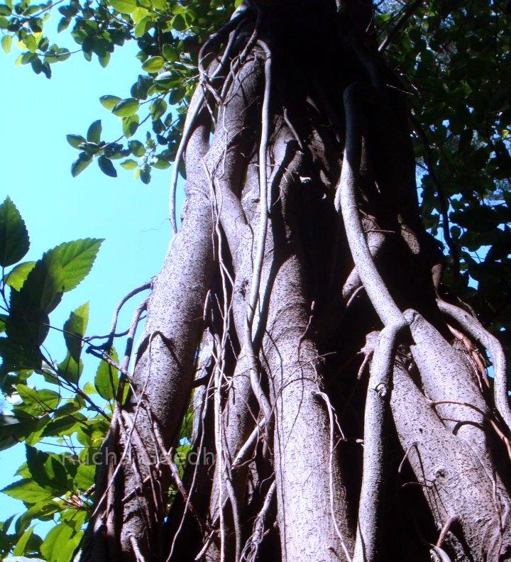 Tree in India