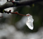 Ice on a twig