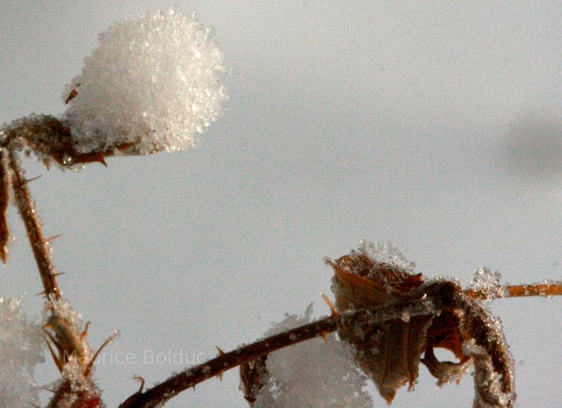 Snowflake on a leaf