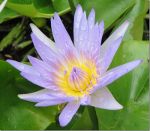 Beautiful purple and yellow flower in Australia