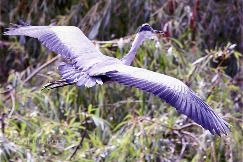 Heron in Brueton Park