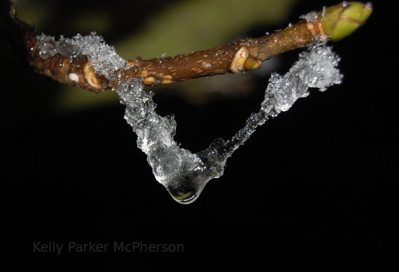Ice encrusted branch with a newly formed bud