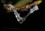 Ice encrusted branch with a newly formed bud