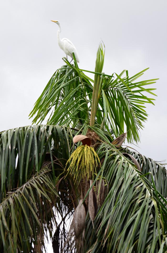 Bird in Brazil