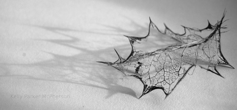 Skeleton of a leaf