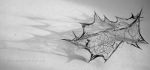 Skeleton of a leaf