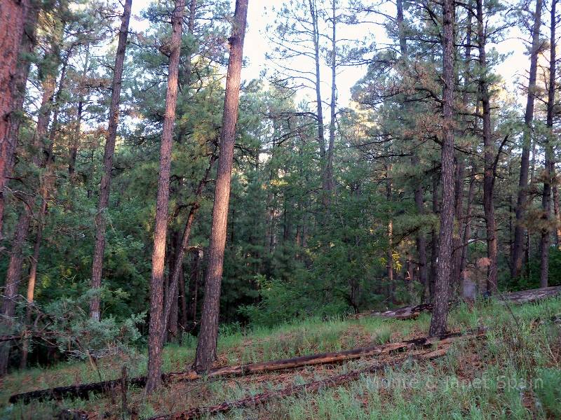 Woods near Ruidoso, N.M.