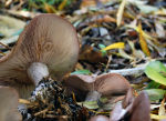Mushrooms in England