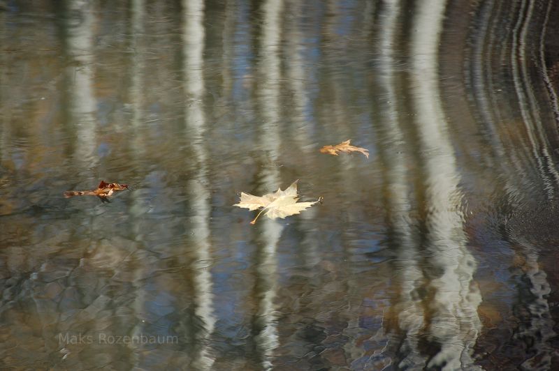 Leaf floating in a pond