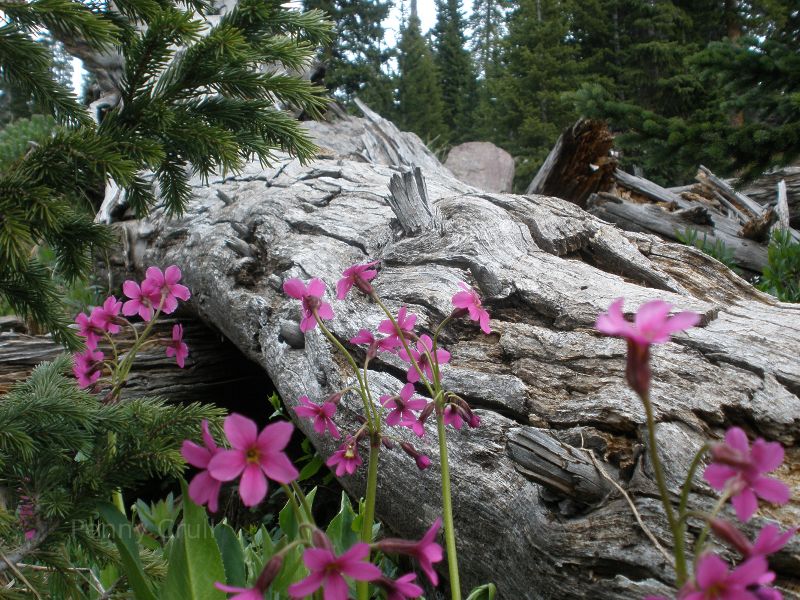 Primrose near  Lemon Reservoir in Colorado