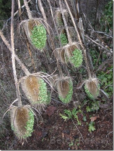 Sprouting plants in British Columbia