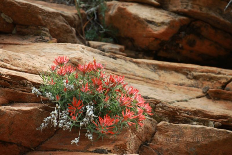 Flowers in Zion National Park