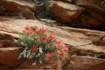 Flowers in Zion National Park