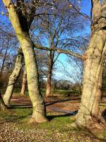 Trees growing together