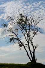 Tree on a gorgeous day in Brazil.