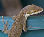 Carolina Anole