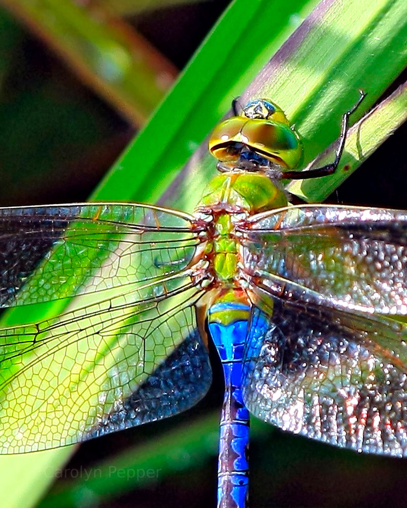 Dragonfly in Houston, TX