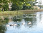 Swans in Point Ludington State Park, Michigan