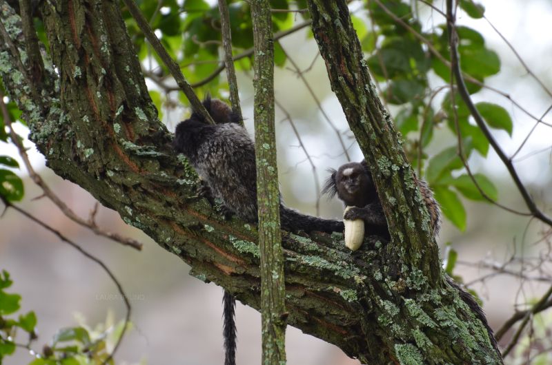 Monkeys in Brazil