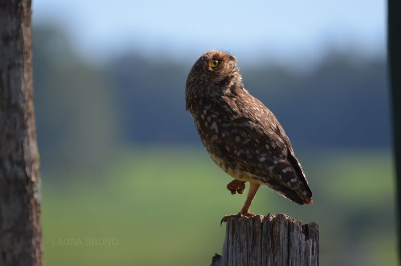 Owl in Brazil