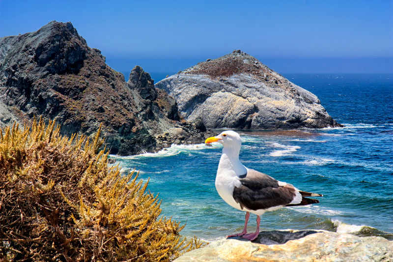 Gull in California