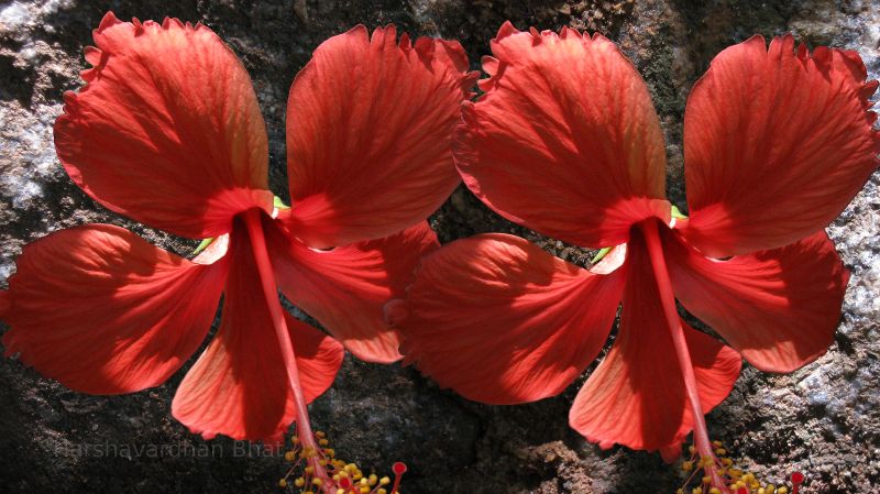 Pretty Hibiscus in India.