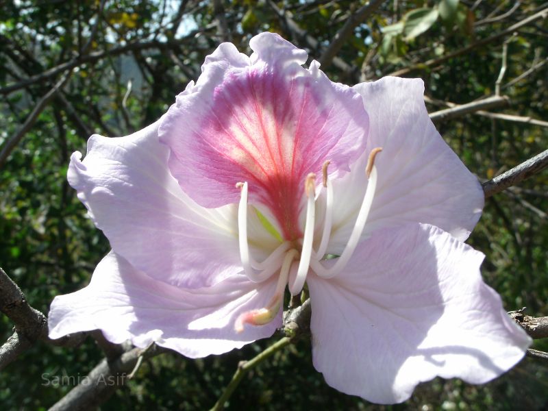 Flower in Pakistan