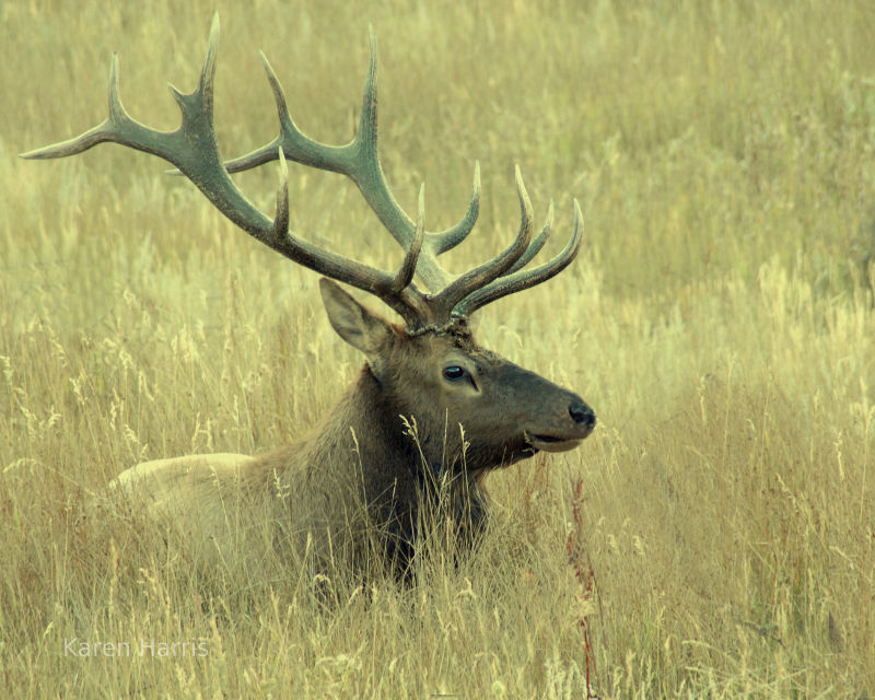 Bull Elk in Rocky Mountain National Park