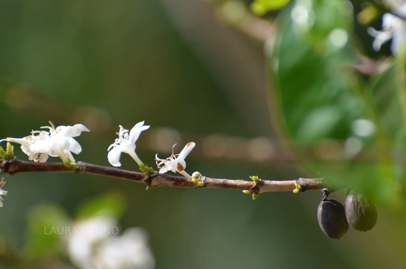 Brazilian Coffee Seeds from Brazil