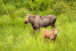 Moose in Alaska