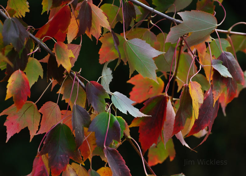 Beautiful maple leaves