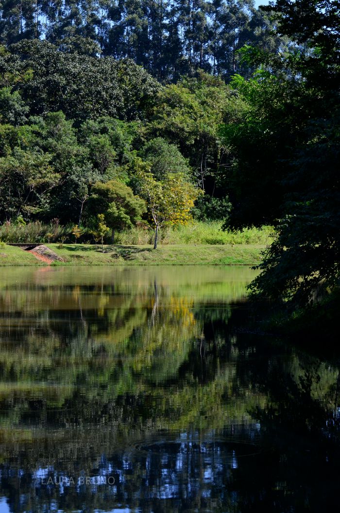 Pond in Brazil.  Brazilian.