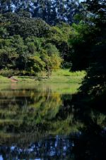 Pond in Brazil.  Brazilian.