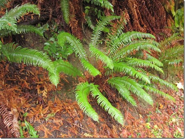 Fern in Canada