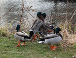 Mallards in Brough East Yorkshire