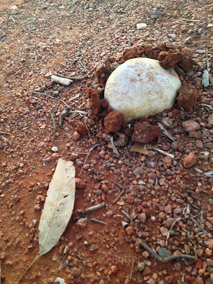 Puffball in Australia